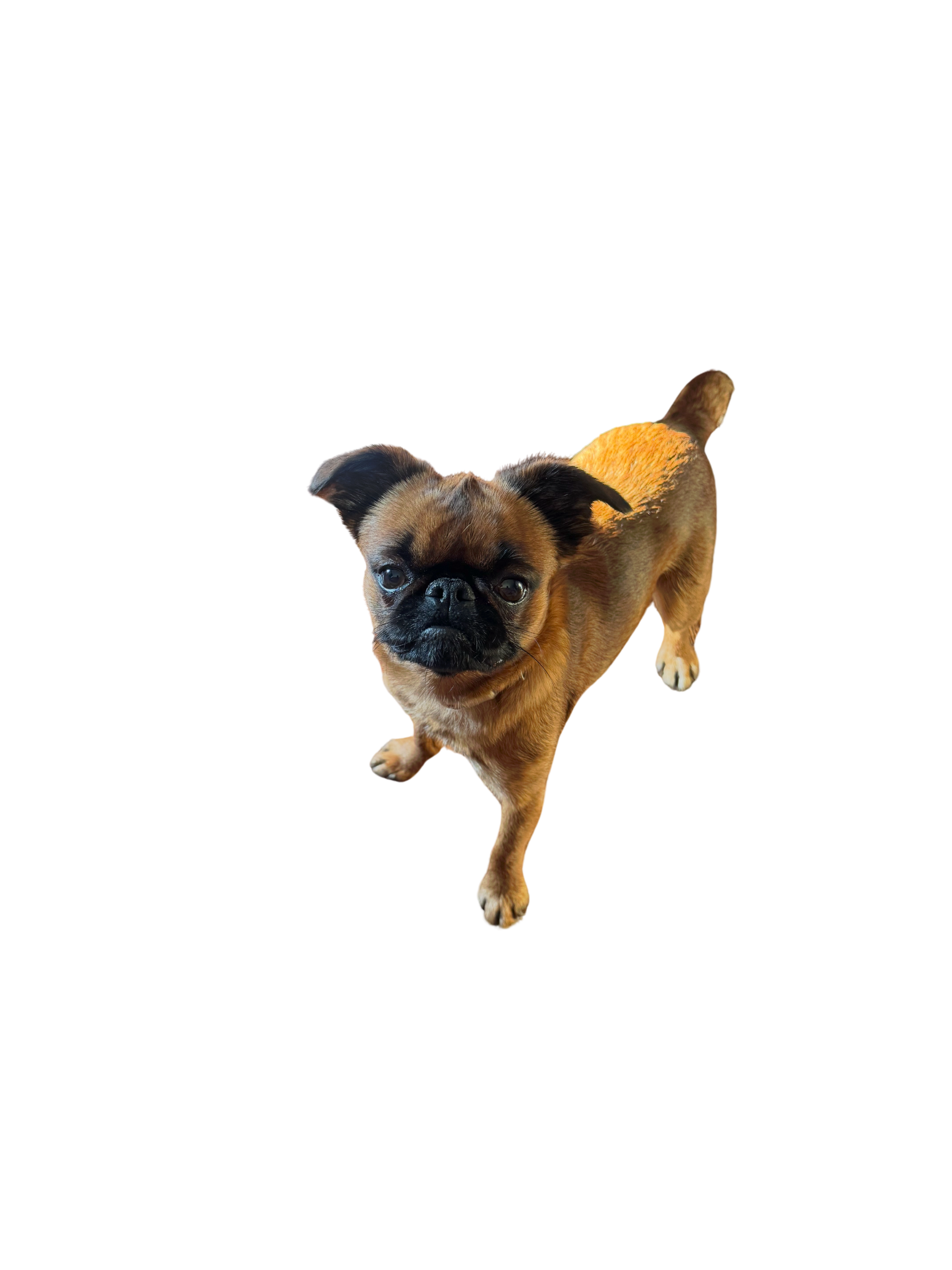 Canelo, Ramona’s Brussels Griffon and Chief Happiness Officer